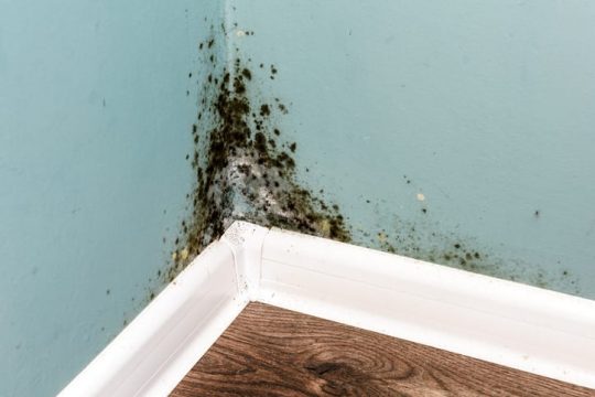 Keep Your Home Mold and Mildew Free